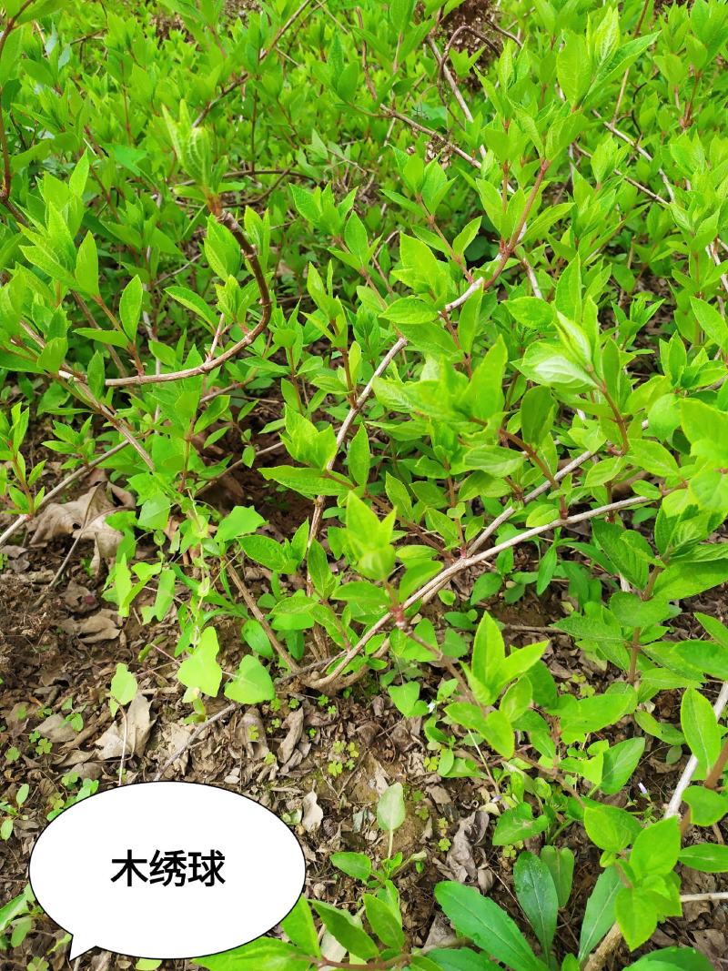 木绣球高80公分左右3个分枝以上