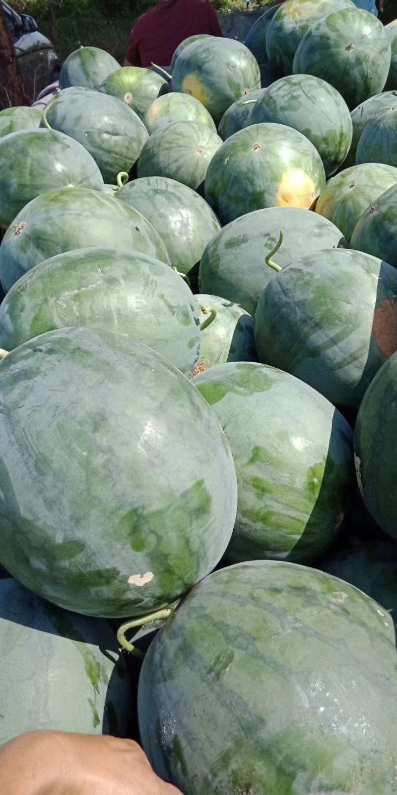 山东无子西瓜开始大量上市中