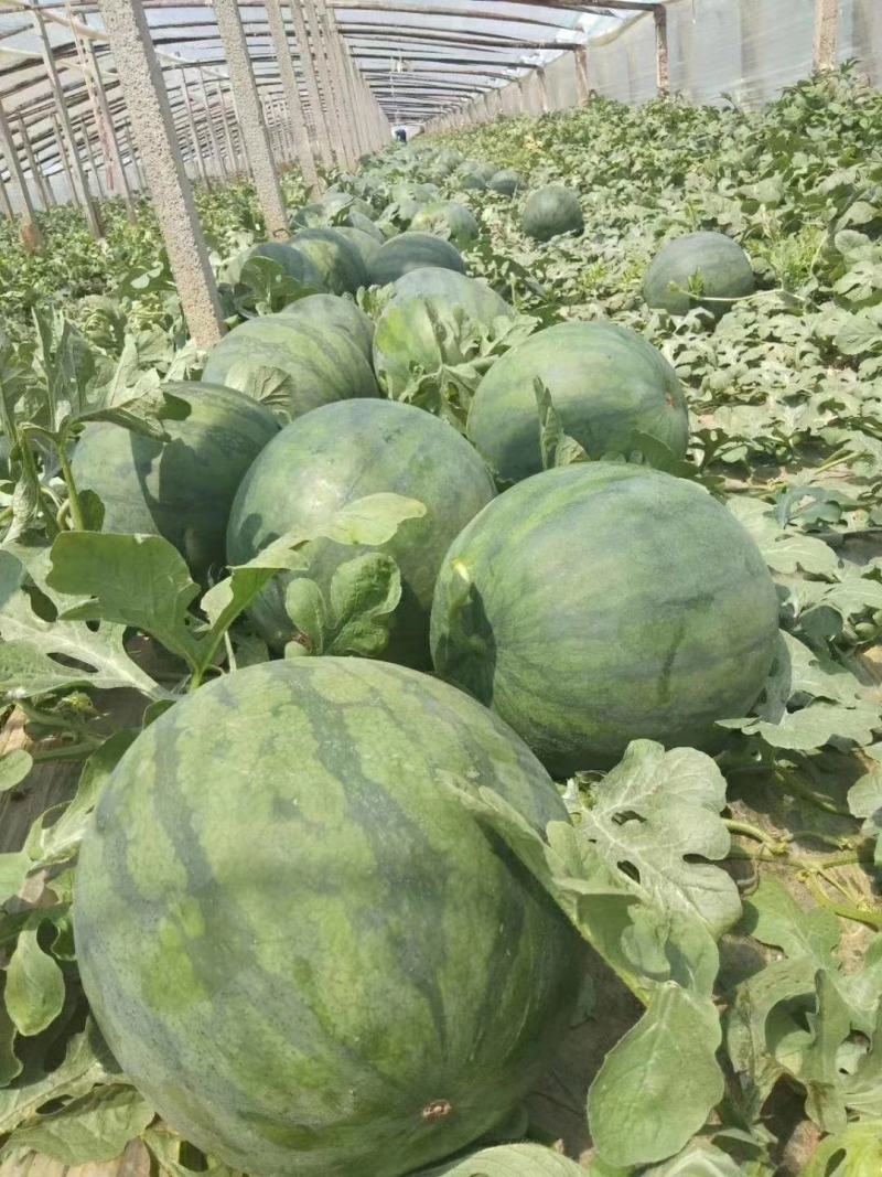 山东无子西瓜开始大量上市中
