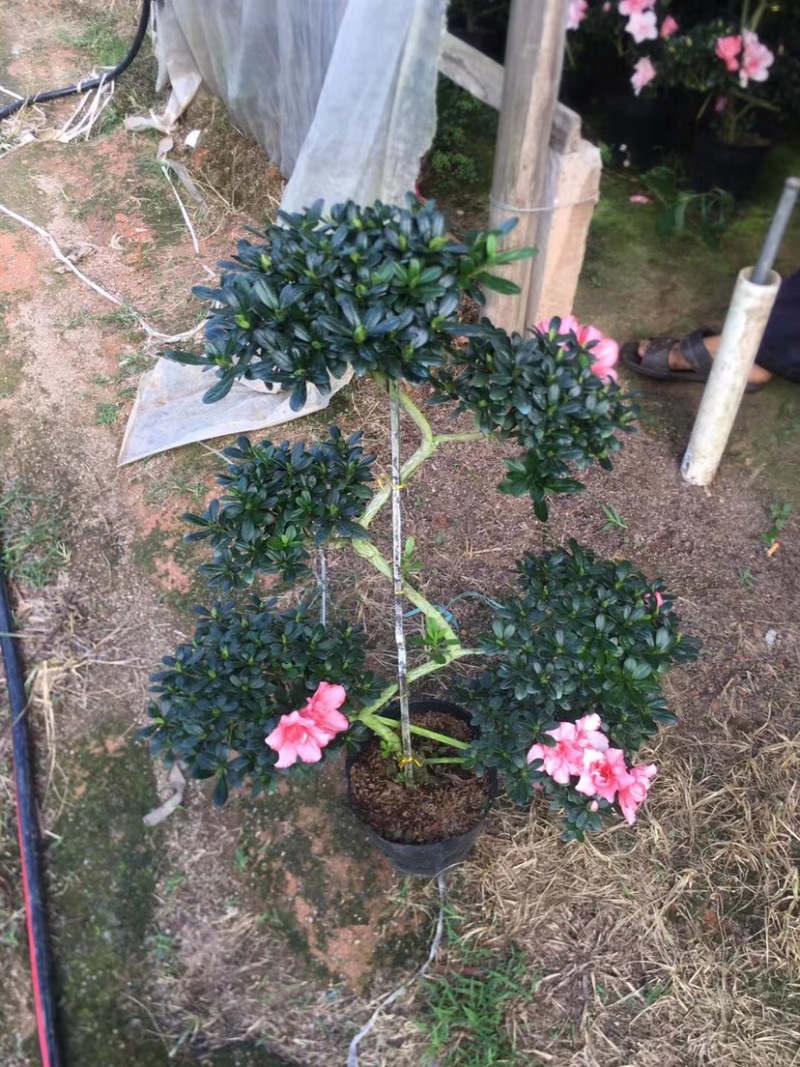 造型杜鹃花五层六层游龙玫红西玛桃红量大更优惠