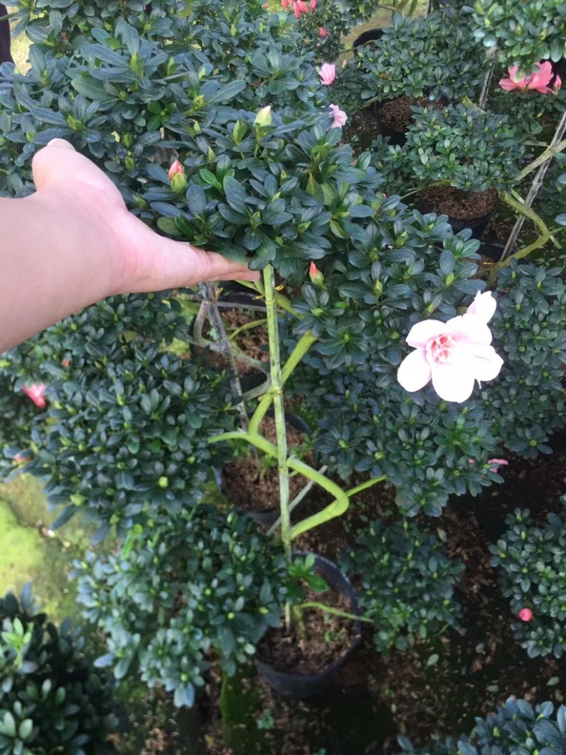 造型杜鹃花五层六层游龙玫红西玛桃红量大更优惠