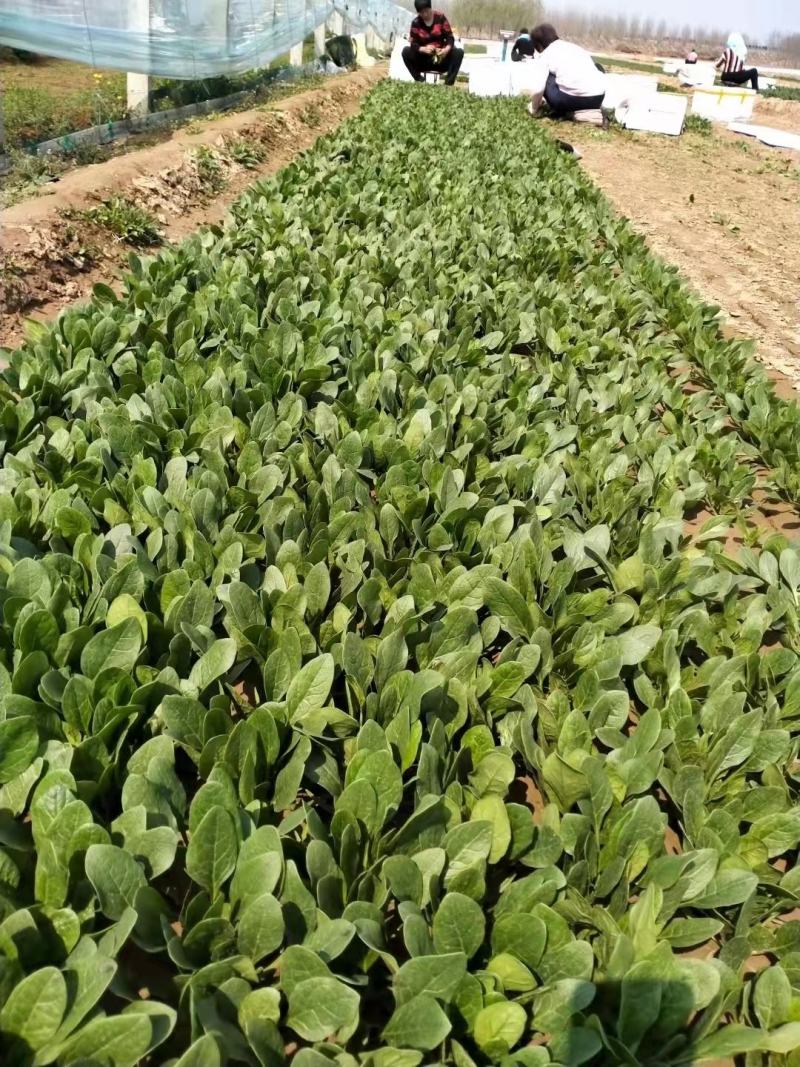 优质惠民菠菜15/18公分20/25公分25/30公分