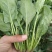 优质惠民菠菜15/18公分20/25公分25/30公分