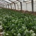 优质惠民菠菜15/18公分20/25公分25/30公分