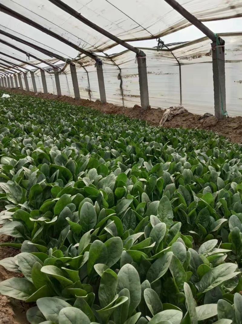 优质惠民菠菜15/18公分20/25公分25/30公分