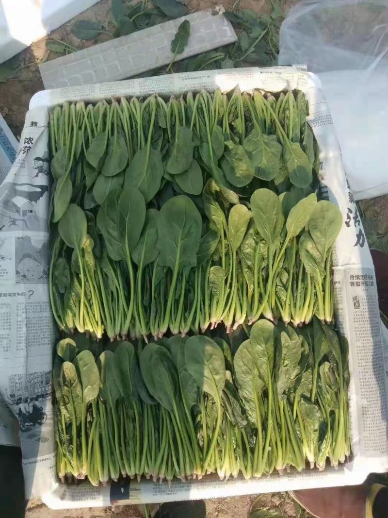优质惠民菠菜15/18公分20/25公分25/30公分