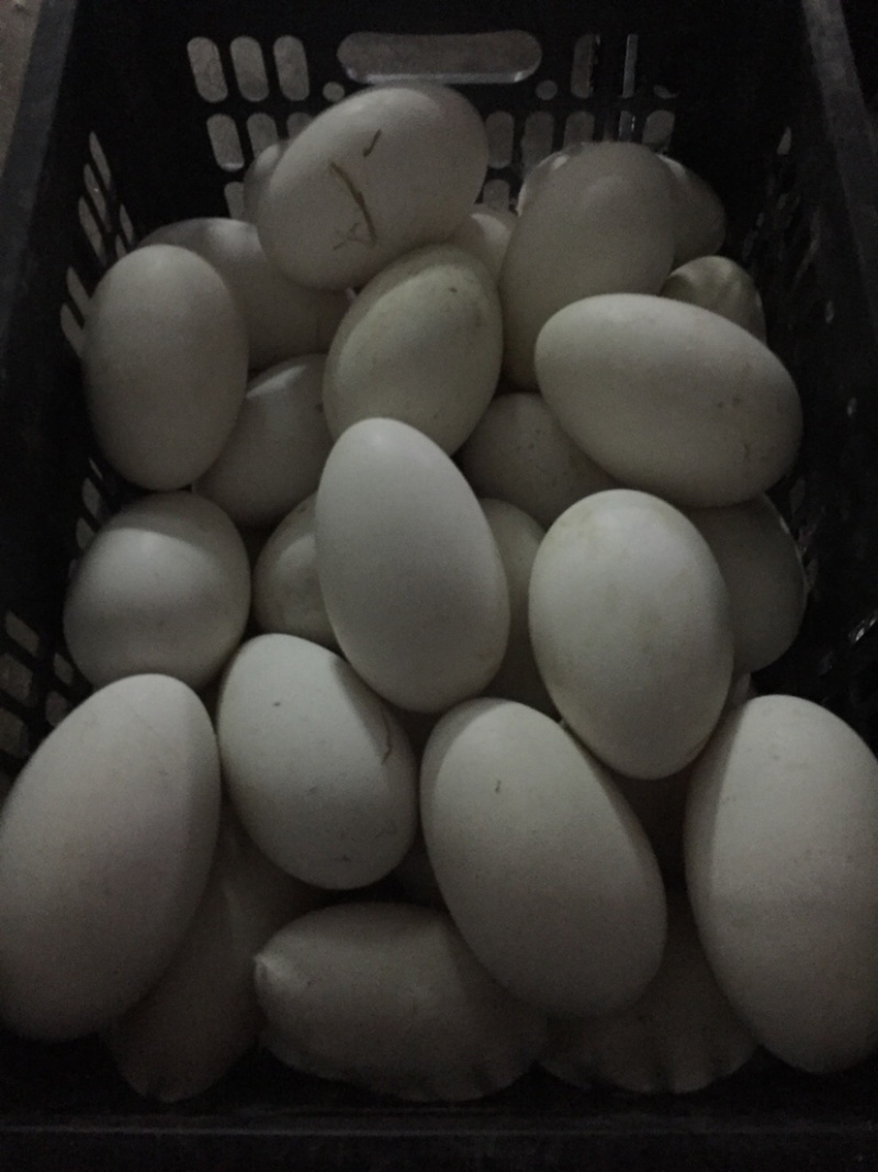 直销鲜鹅蛋批发狮头鹅蛋土鹅蛋