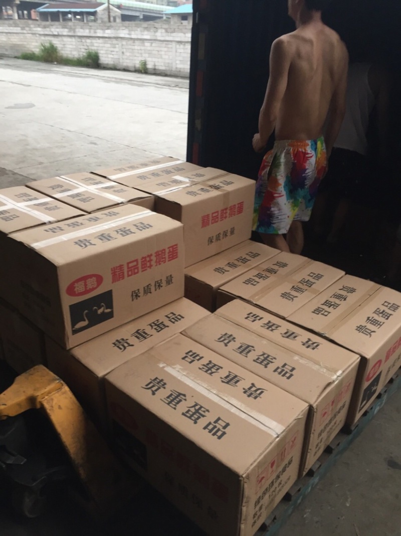 直销鲜鹅蛋批发狮头鹅蛋土鹅蛋