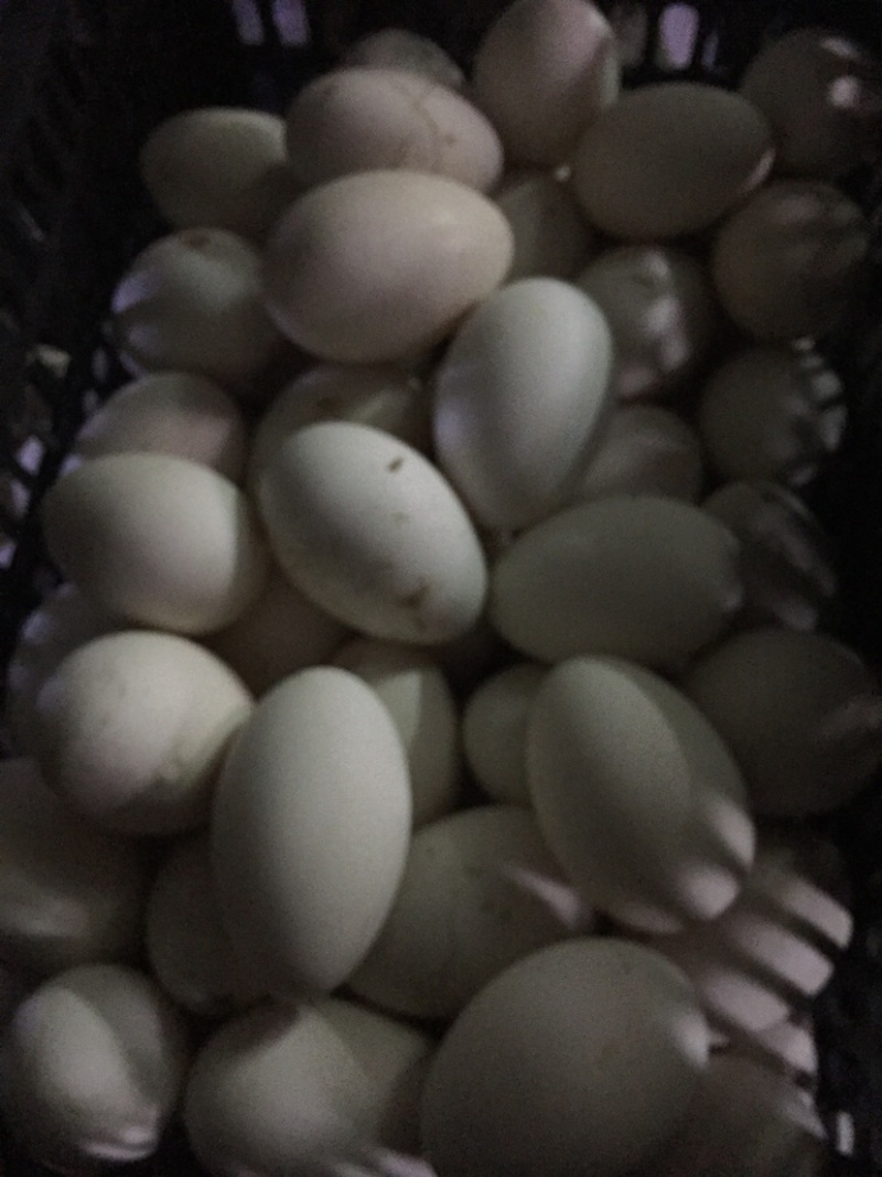 直销鲜鹅蛋批发狮头鹅蛋土鹅蛋