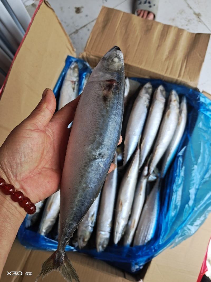 台鲅鱼青占鱼新货可视频看货产地直发鲜冻品适合赶大集摆地摊