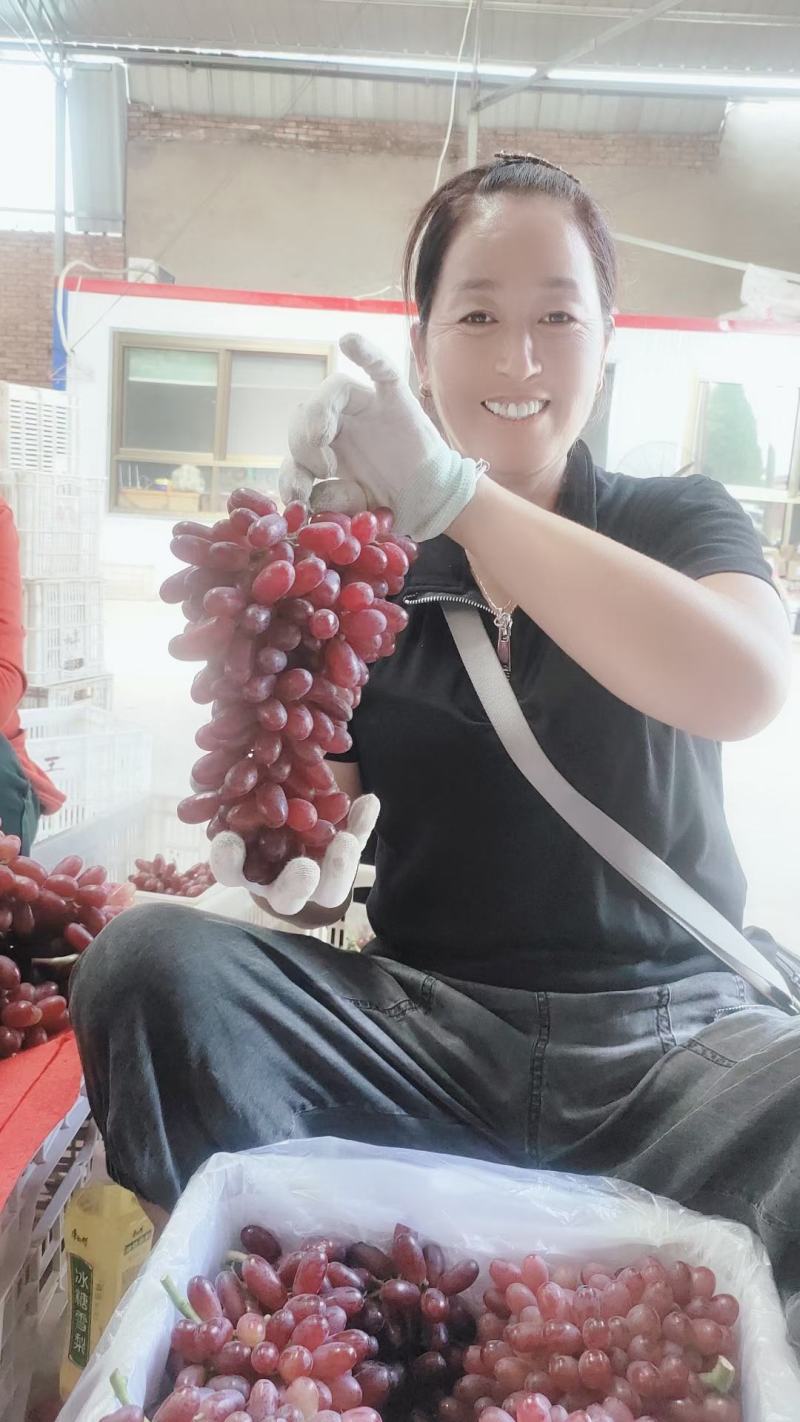 深红无仔葡萄苗保证纯度成活率假一赔十
