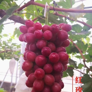 中国红玫瑰葡萄苗保证纯度成活率，假一赔十