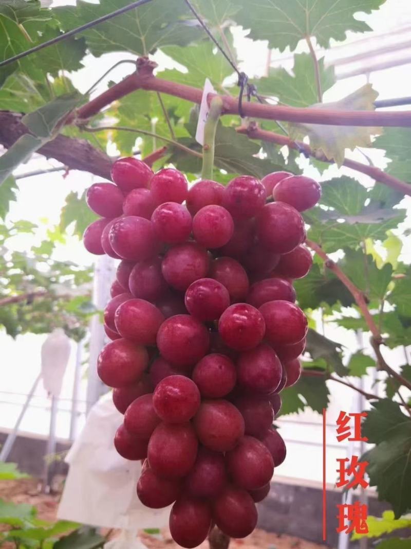 中国红玫瑰葡萄苗保证纯度成活率，假一赔十