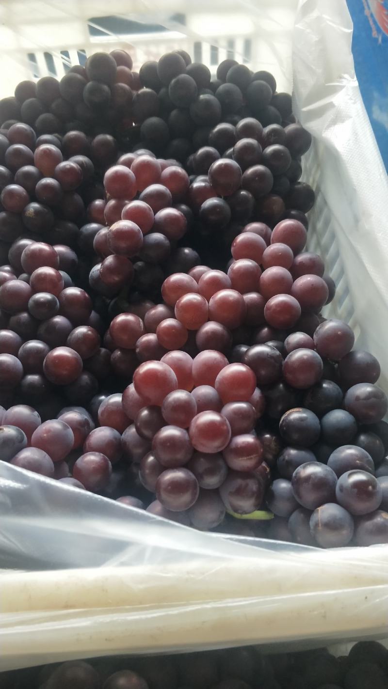 套袋巨峰葡萄口味甜粒大软枝葡萄冷库储存葡萄大量