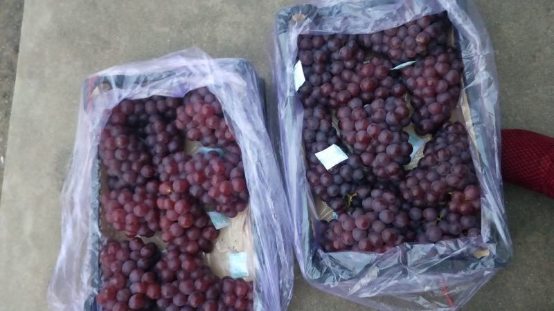 套袋巨峰葡萄口味甜粒大软枝葡萄冷库储存葡萄大量