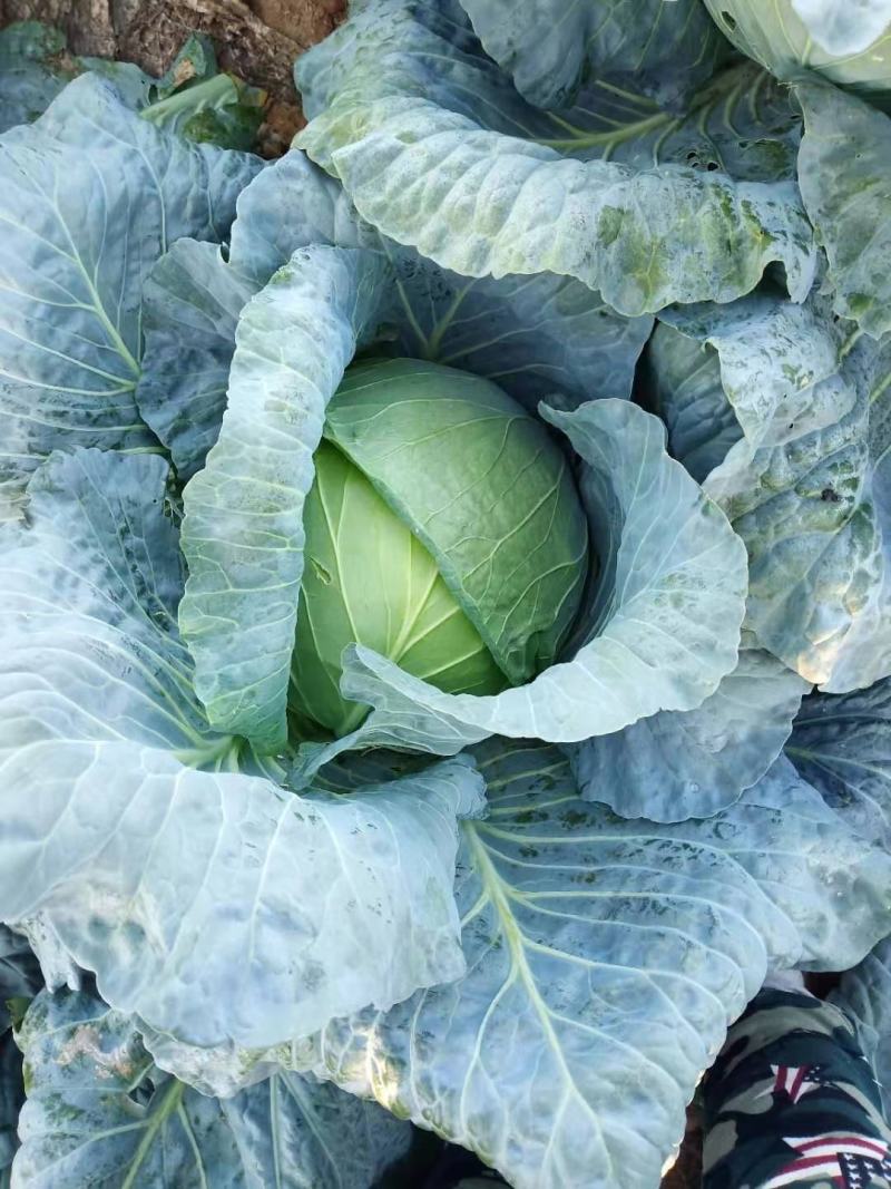 @张家口自产大园白菜大量上市！质量好！