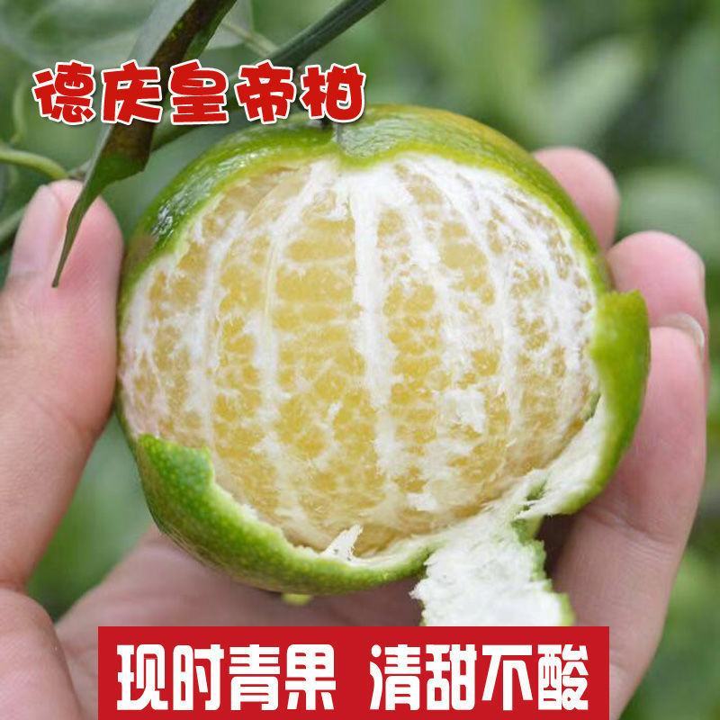 德庆贡柑，皇帝柑，十年以上老树果，果园直摘，量大供应
