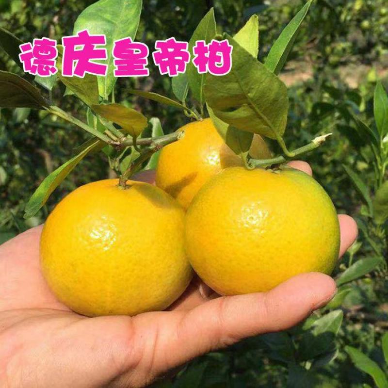 德庆贡柑，皇帝柑，十年以上老树果，果园直摘，量大供应