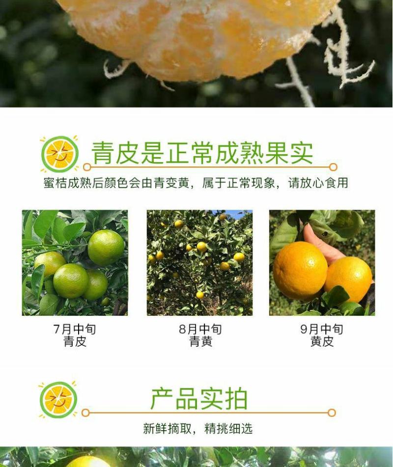 德庆贡柑，皇帝柑，十年以上老树果，果园直摘，量大供应