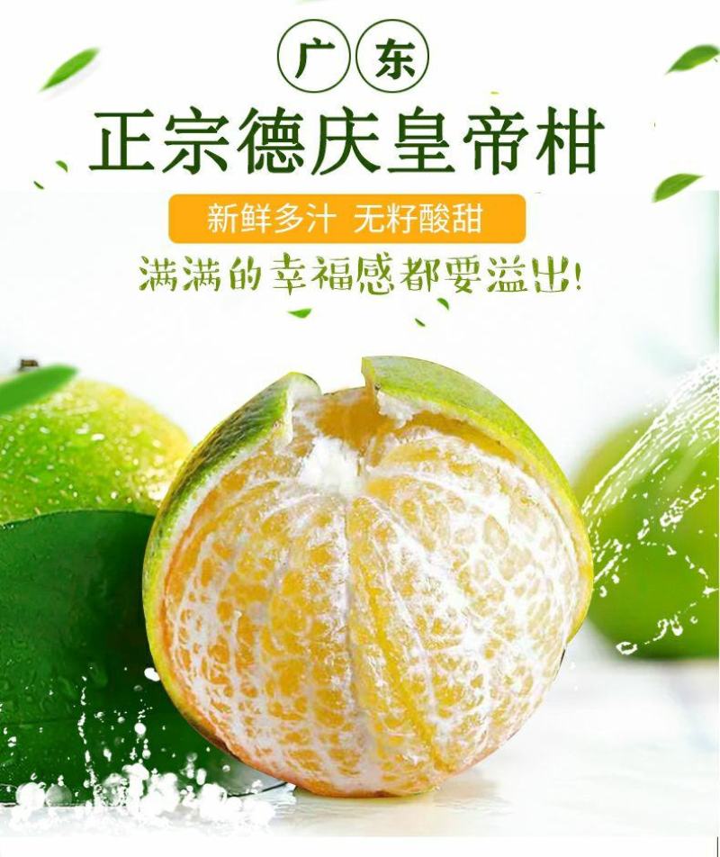 德庆贡柑，皇帝柑，十年以上老树果，果园直摘，量大供应
