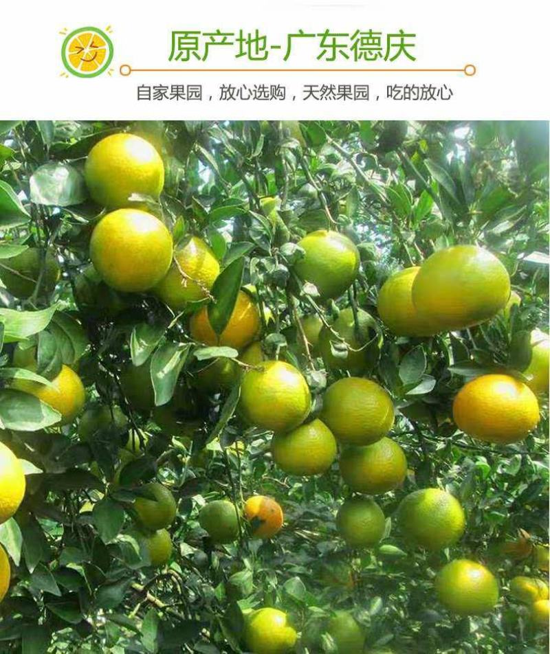 德庆贡柑，皇帝柑，十年以上老树果，果园直摘，量大供应