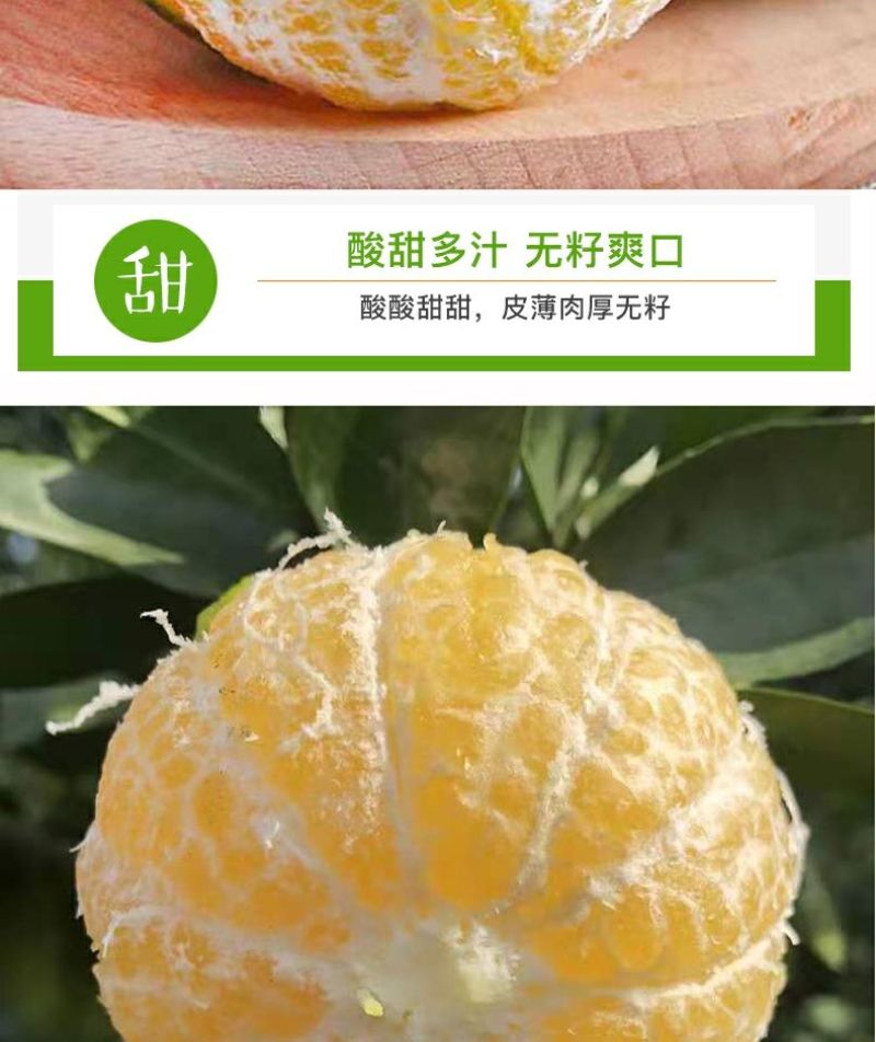 德庆贡柑，皇帝柑，十年以上老树果，果园直摘，量大供应
