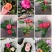 各种花卉小盆栽