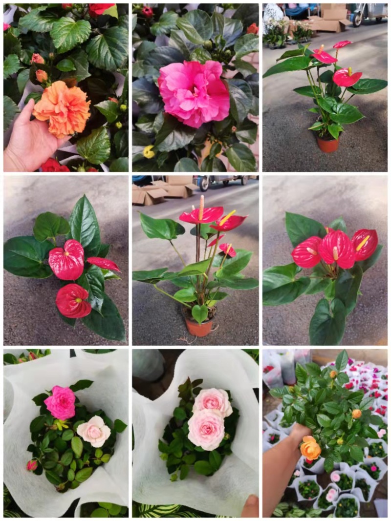 各种花卉小盆栽