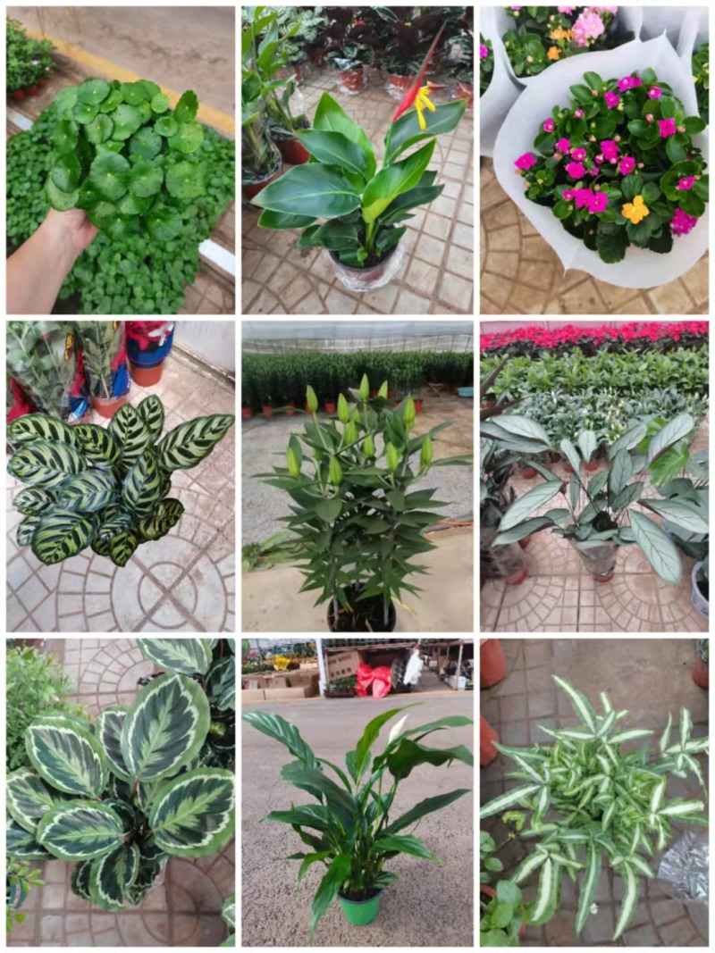 各种花卉小盆栽