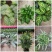 各种花卉小盆栽