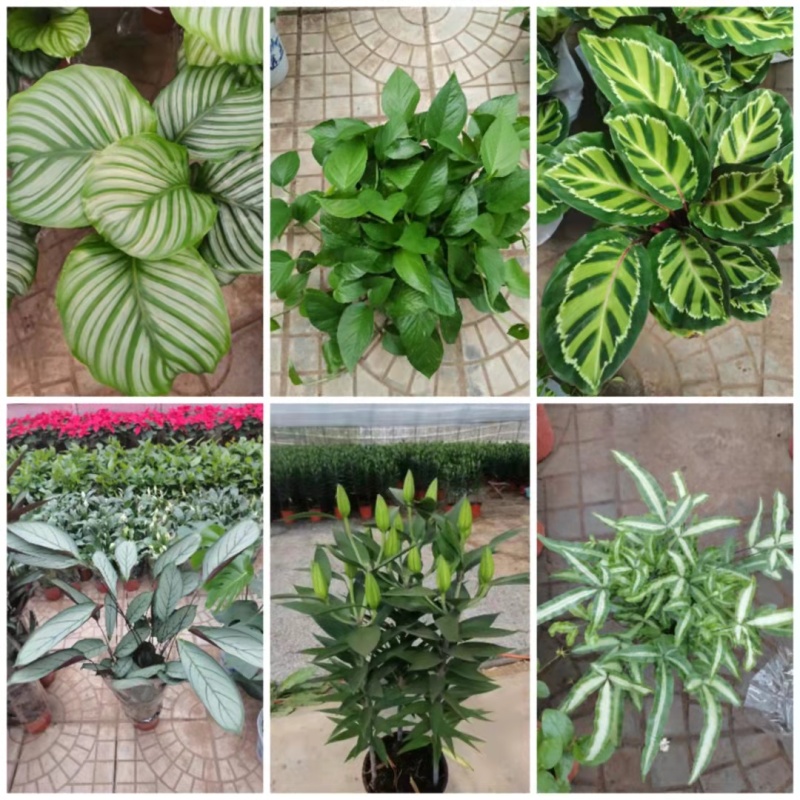 各种花卉小盆栽