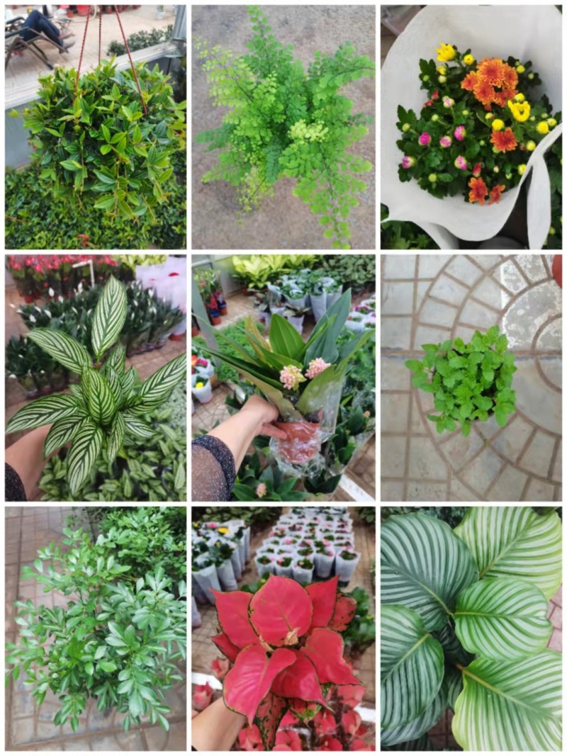 各种花卉小盆栽