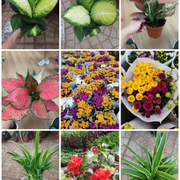 各种花卉小盆栽