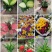 各种花卉小盆栽