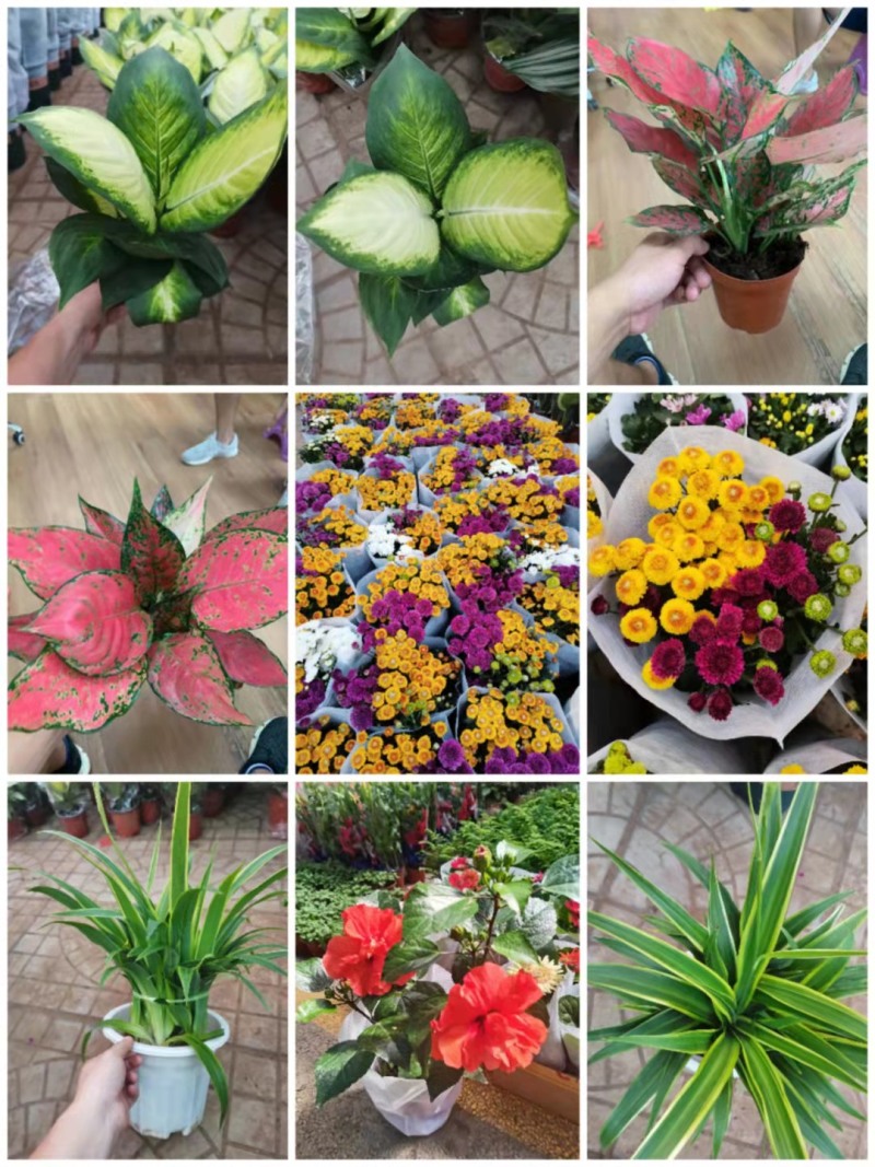 各种花卉小盆栽