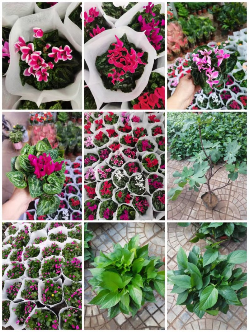 各种花卉小盆栽