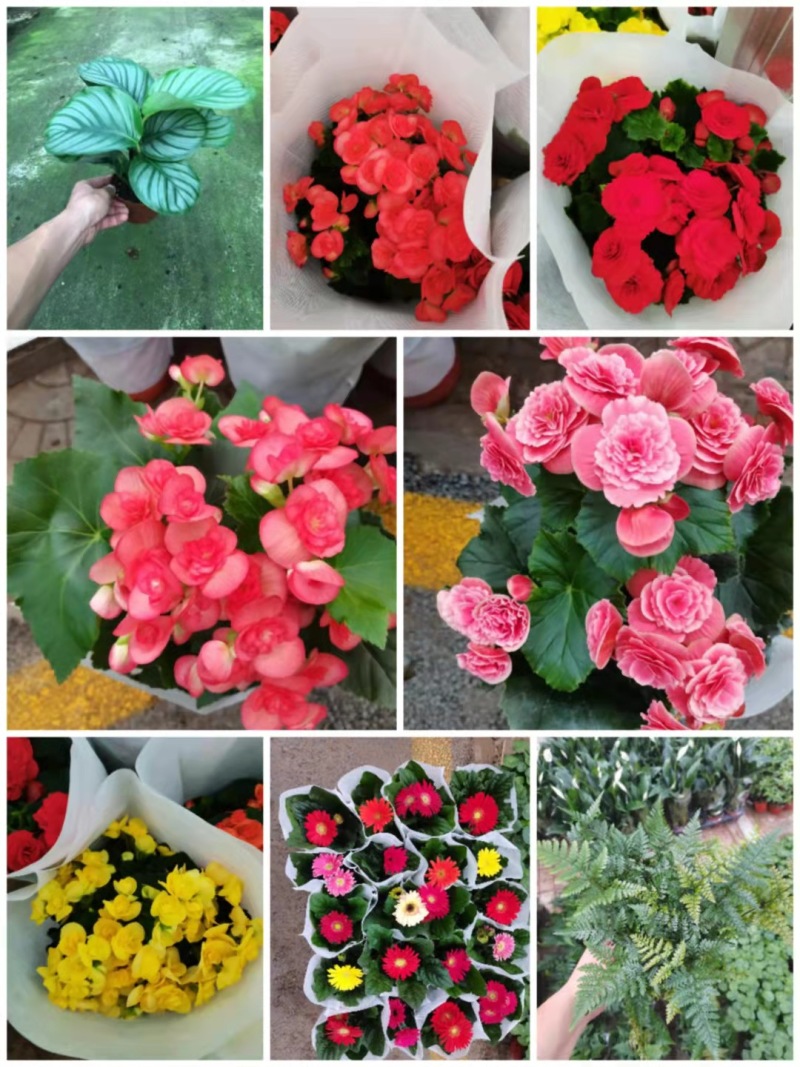 各种花卉小盆栽