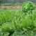 鲁梅克斯种子俄罗斯饲料菜多年生牧草种籽猪牛羊鸡鸭鹅