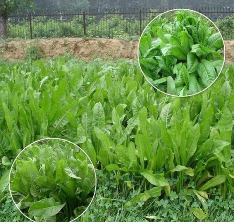 鲁梅克斯种子俄罗斯饲料菜多年生牧草种籽猪牛羊鸡鸭鹅