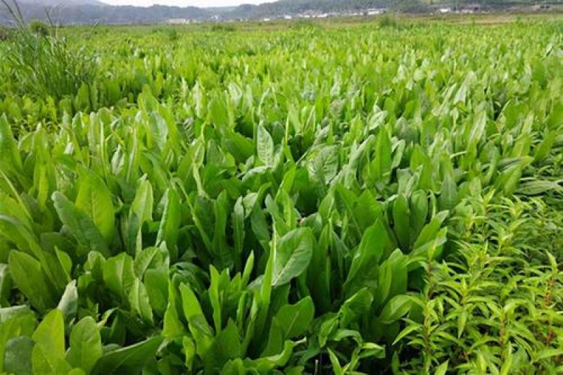 鲁梅克斯种子俄罗斯饲料菜多年生牧草种籽猪牛羊鸡鸭鹅