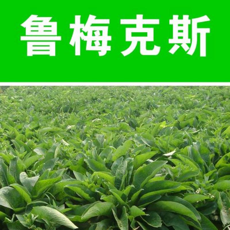 鲁梅克斯种子俄罗斯饲料菜多年生牧草种籽猪牛羊鸡鸭鹅