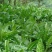鲁梅克斯种子俄罗斯饲料菜多年生牧草种籽猪牛羊鸡鸭鹅