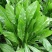 鲁梅克斯种子俄罗斯饲料菜多年生牧草种籽猪牛羊鸡鸭鹅