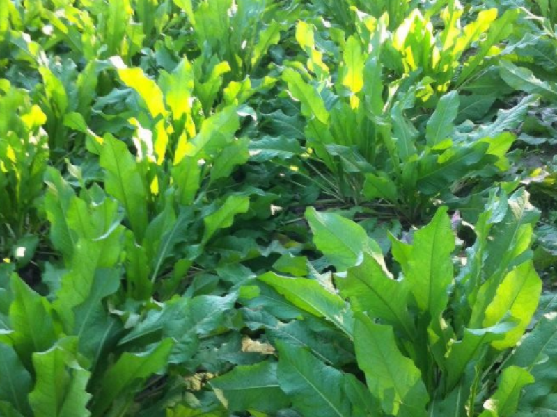鲁梅克斯种子俄罗斯饲料菜多年生牧草种籽猪牛羊鸡鸭鹅