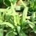 鲁梅克斯种子俄罗斯饲料菜多年生牧草种籽猪牛羊鸡鸭鹅