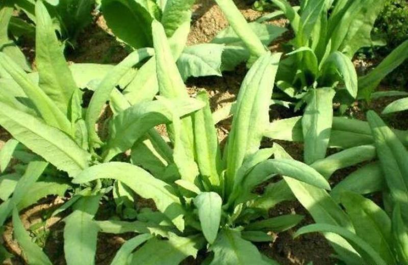 鲁梅克斯种子俄罗斯饲料菜多年生牧草种籽猪牛羊鸡鸭鹅