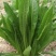 鲁梅克斯种子俄罗斯饲料菜多年生牧草种籽猪牛羊鸡鸭鹅