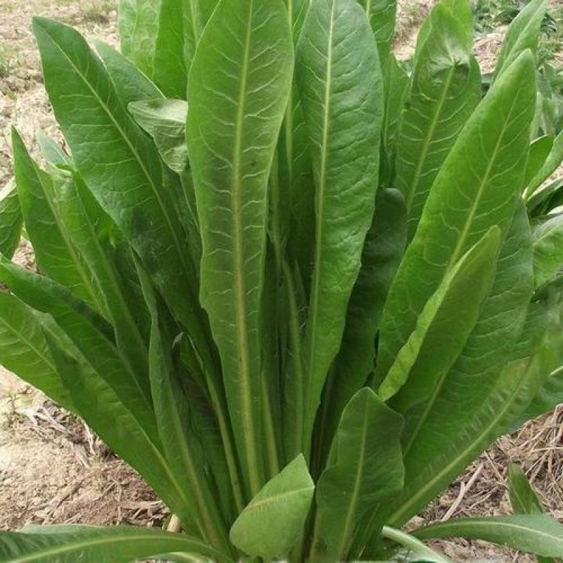 鲁梅克斯种子俄罗斯饲料菜多年生牧草种籽猪牛羊鸡鸭鹅