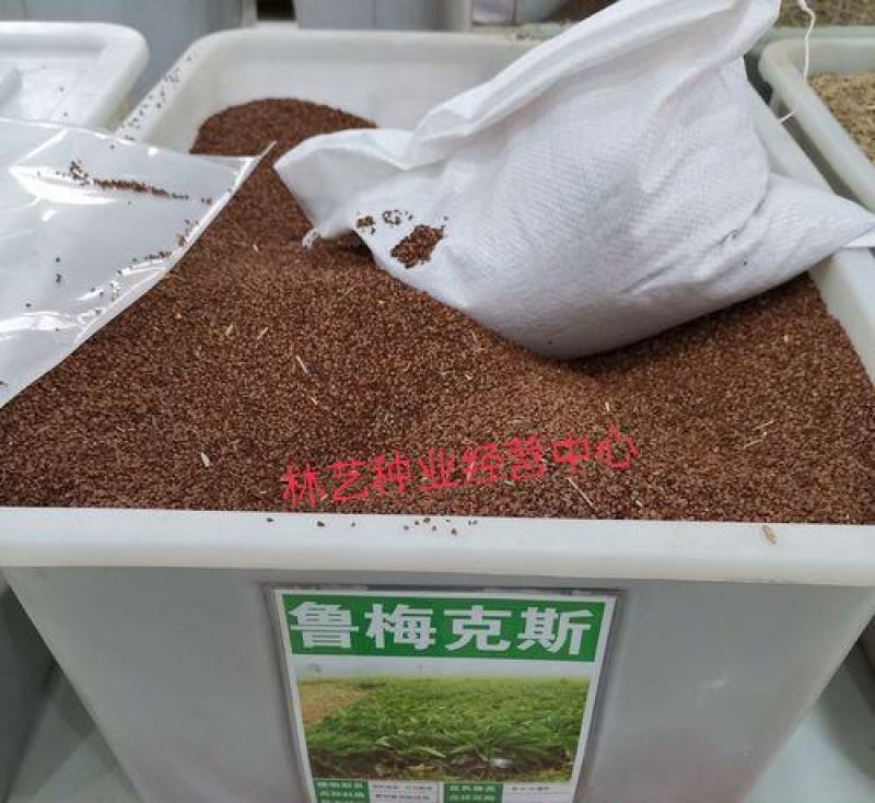 鲁梅克斯种子俄罗斯饲料菜多年生牧草种籽猪牛羊鸡鸭鹅