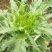 鲁梅克斯种子俄罗斯饲料菜多年生牧草种籽猪牛羊鸡鸭鹅